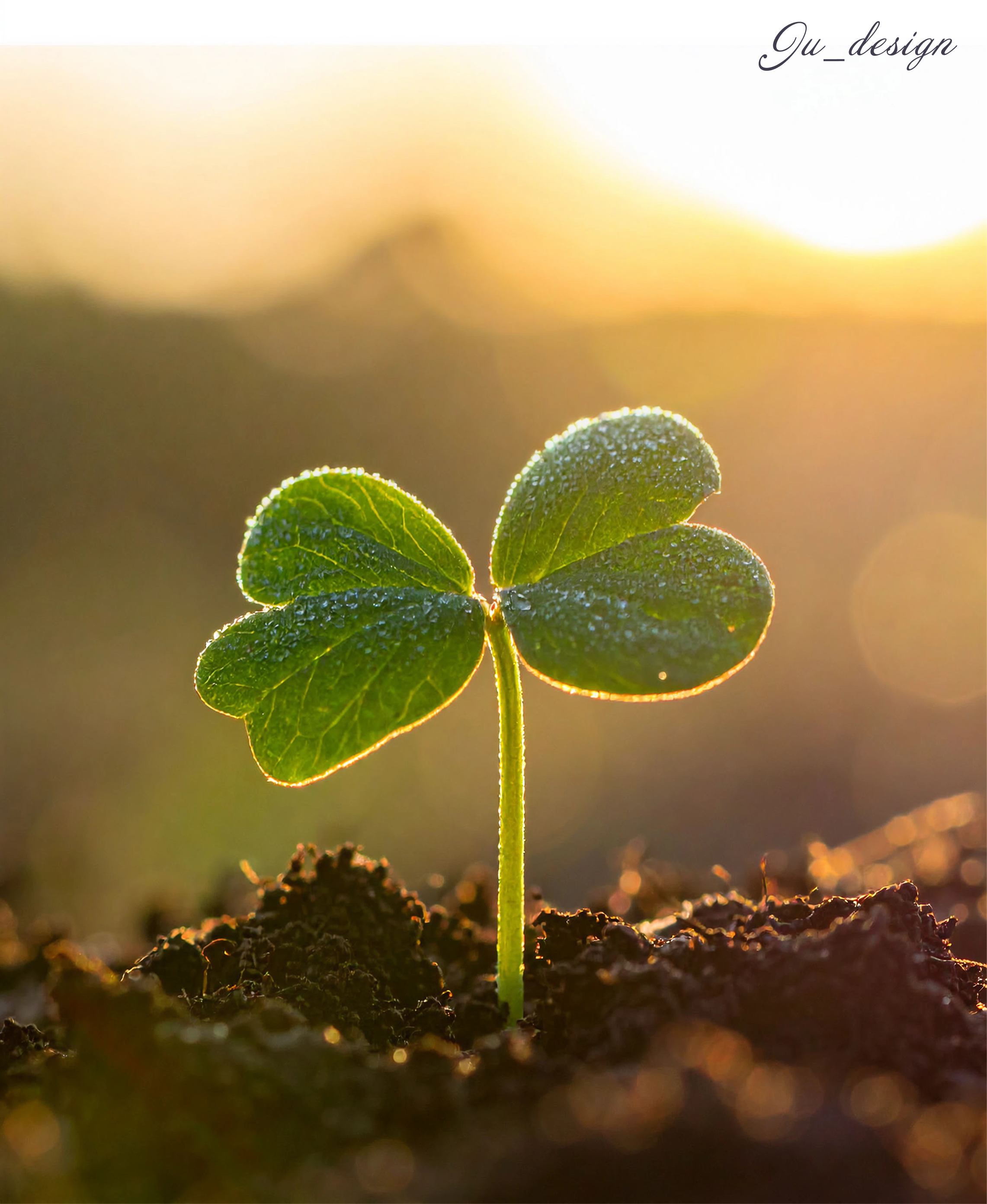 土から息吹く双葉の写真